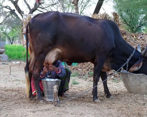 Cow milking at pachamalai hills